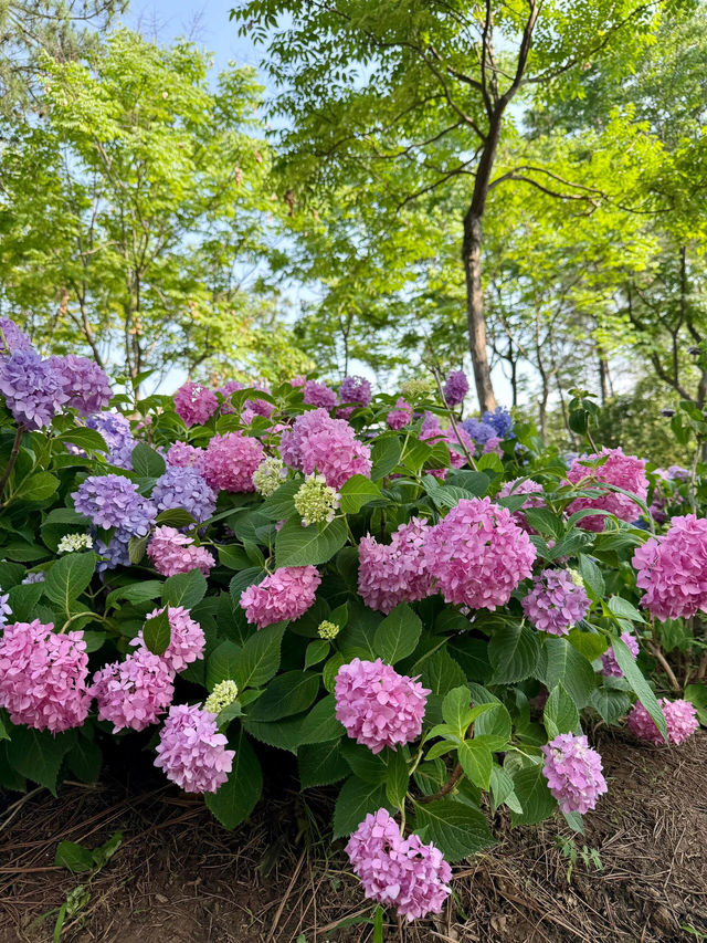武漢中山公園：繡球花花海夢幻之境