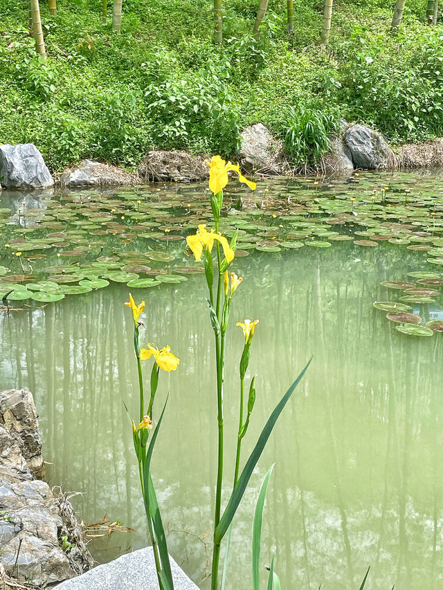 安吉余村自駕遊｜喺山溝溝解鎖初夏悠閒感