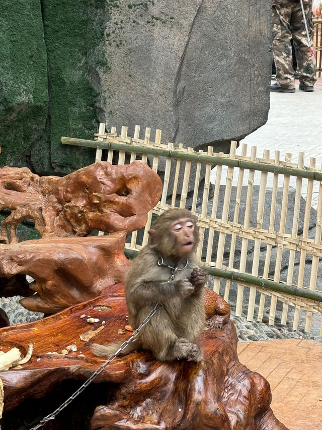 洛陽·宜陽｜竟然藏咗一個咁好玩嘅動物園！