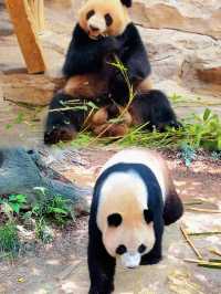 廣州長隆野生動物世界超全攻略親子必睇