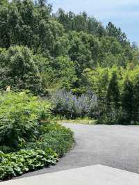 松境 | 去松林山谷間避暑吧、