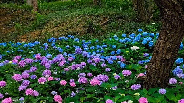 青島中山公園花溪谷