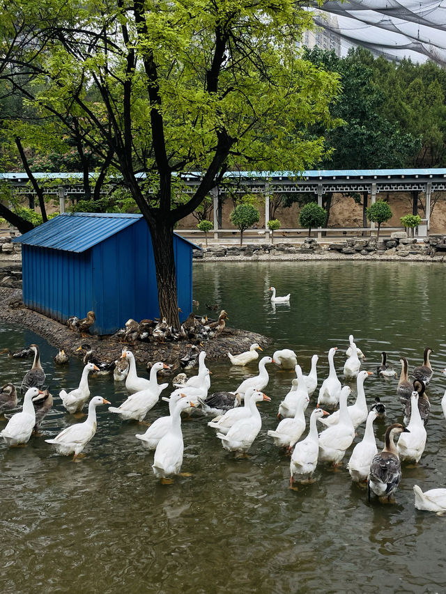 《太原》森林公園