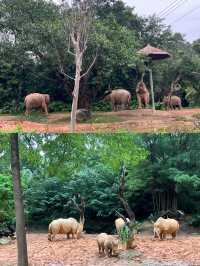 廣州長隆：與成群動物共度難忘親子週末