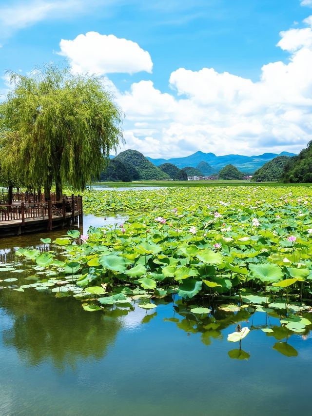 夏日普者黑：4萬畝荷花盛放的喀斯特仙境