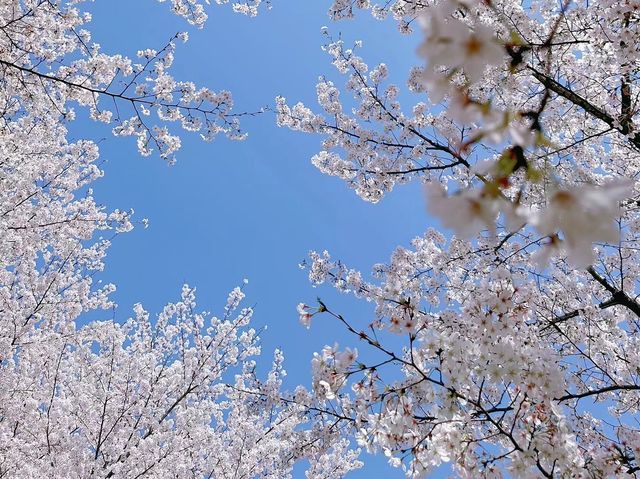 無錫嘅櫻花季真係靚到爆～