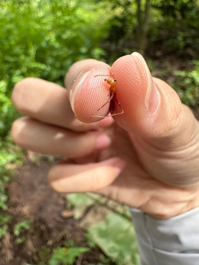 基諾山雨林遠足｜當快樂馬騮嘅24小時爆笑實錄酸螞
