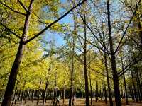 秋日奧林匹克公園-南園私藏打卡路線