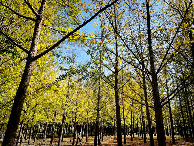 秋日奧林匹克公園-南園私藏打卡路線