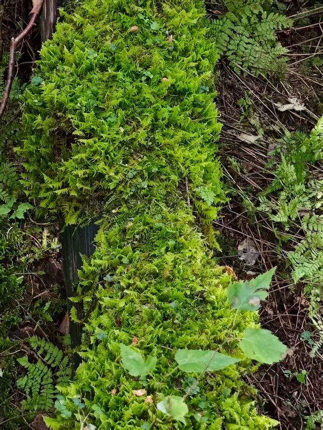 湯旺河還是得淡季來玩，能看到各種動植物