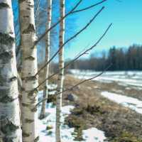 🌲 Helsinki Forests in Winter – Endless Walks in Silent Snow
