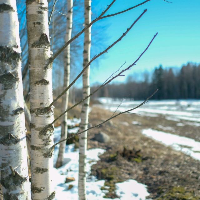 🌲 Helsinki Forests in Winter – Endless Walks in Silent Snow