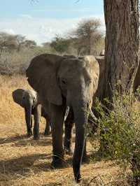 Incredible Safari Experience with Alika Africa