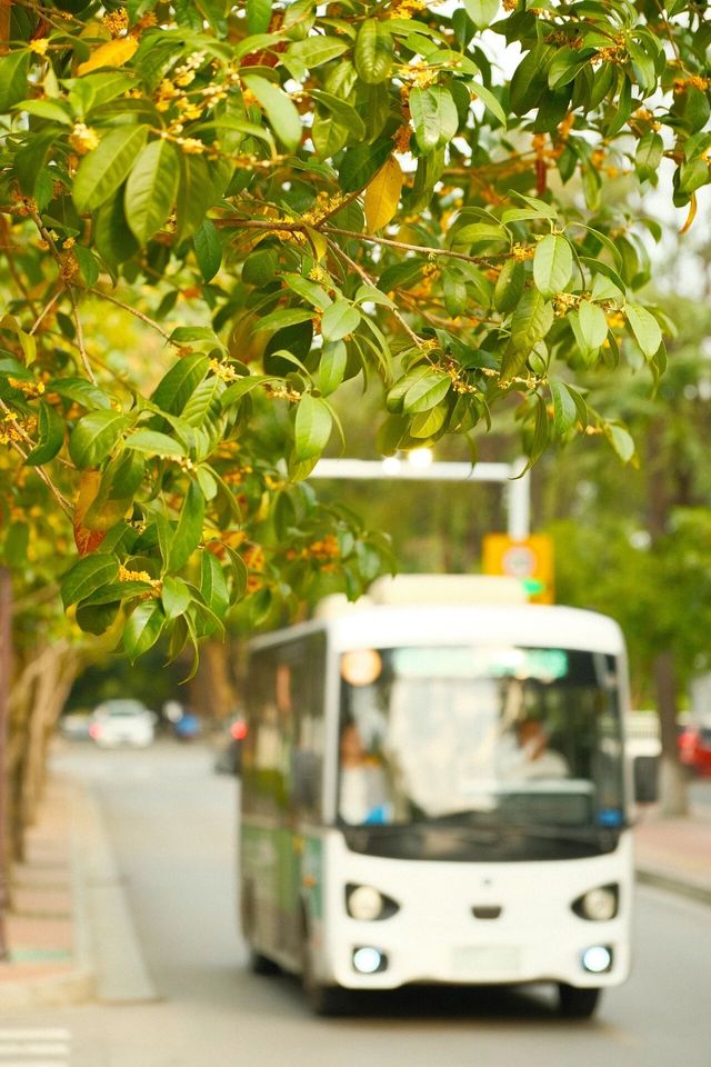 限定秋日｜與桂香撞個滿懷的校園記憶