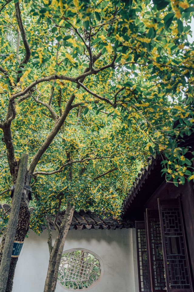 降溫了！我開始期待滄浪亭的桂花花窗……