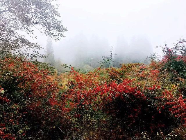 今天是中國旅遊日‖重慶這些景區免門票喲！