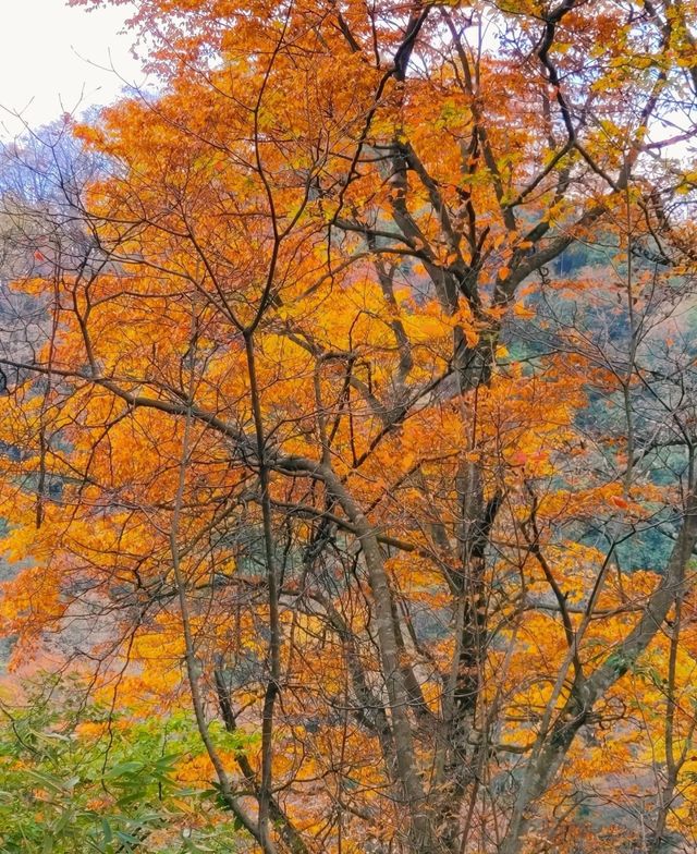 開始期待米倉山的紅葉了