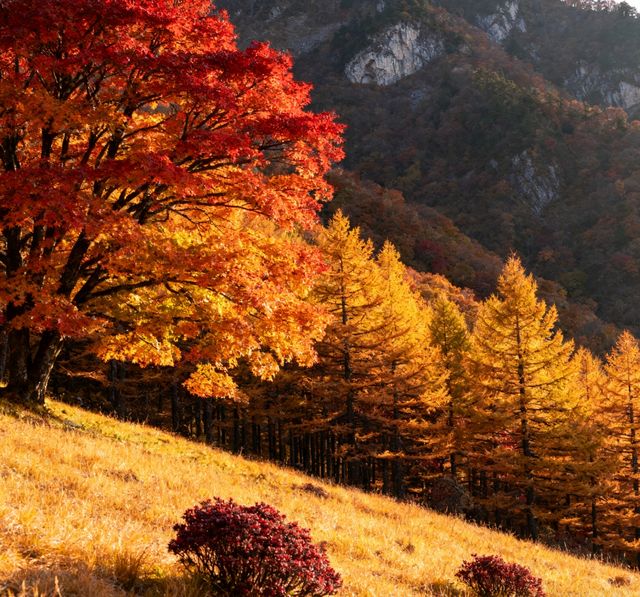 秦嶺之秋的顏值巔峰｜紫柏山封神級賞秋攻略