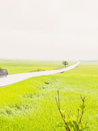 🌾 Brown Avenue: Where Golden Rice Fields Meet Infinite Skies! 🌤️