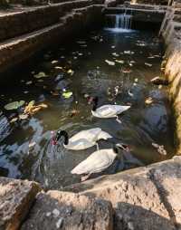 【中南百草園全旅行攻略】一次玩轉動物+植物+遊樂園的夢幻之旅