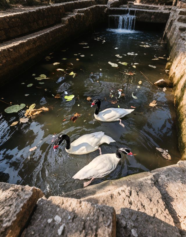 【中南百草園全旅行攻略】一次玩轉動物+植物+遊樂園的夢幻之旅