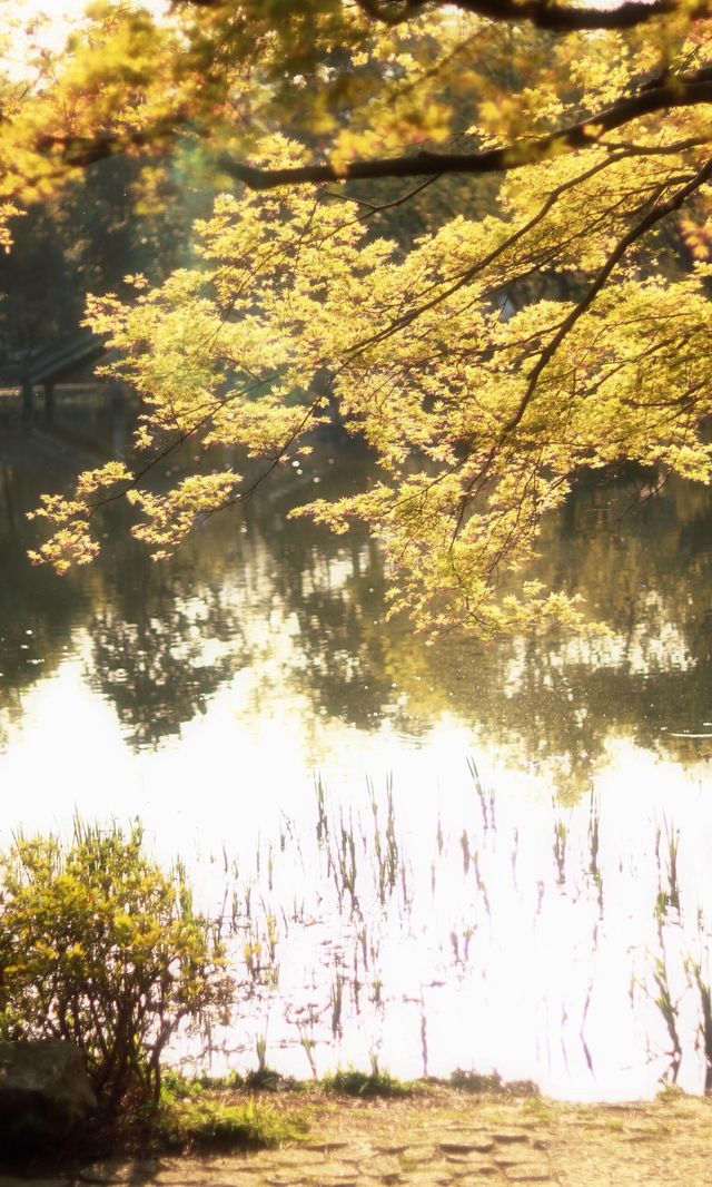 西湖日落絕了！絲綢般的湖面美到窒息｜杭州必打卡