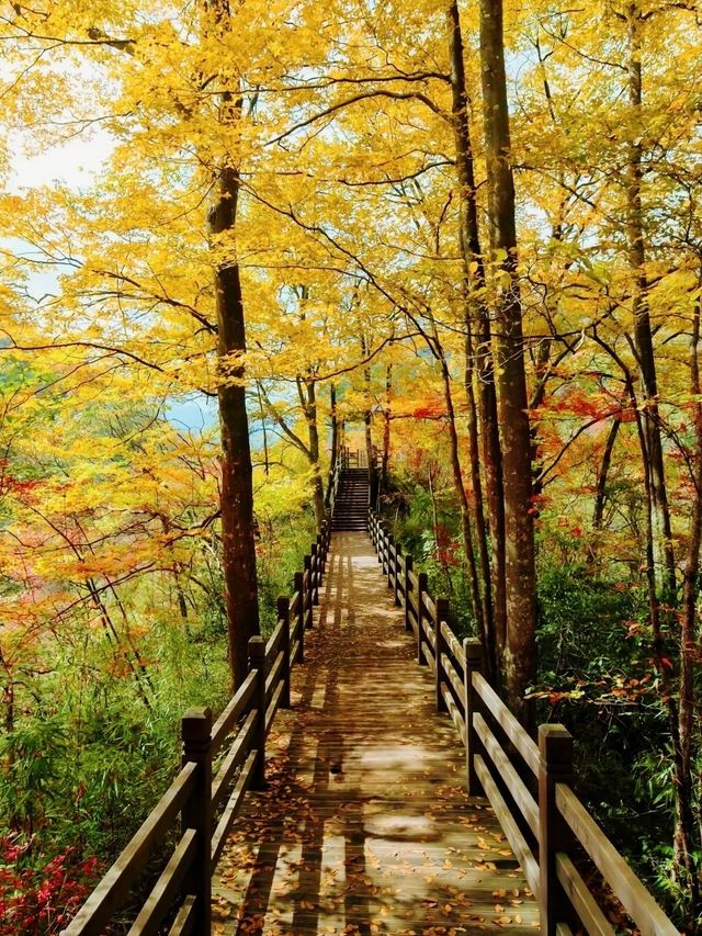 亞洲最長紅地毯，680平方公里紅葉盛景，一眼萬年