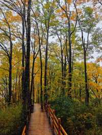 亞洲最長紅地毯，680平方公里紅葉盛景，一眼萬年