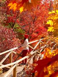 崆峒山賞秋攻略|墜入紅葉仙境的最佳打開方式