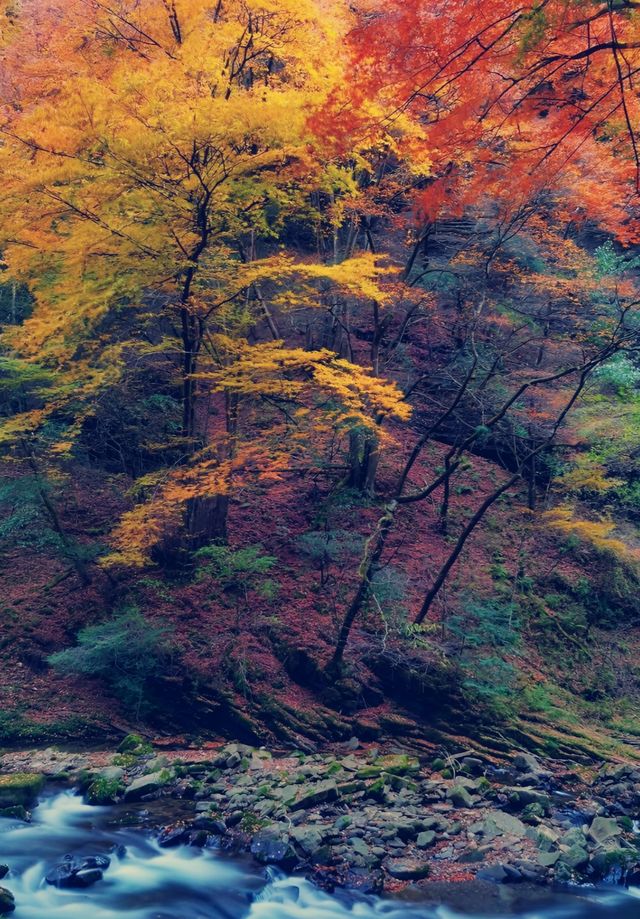 這個季節的黎坪簡直就是童話世界