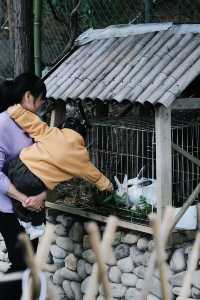 什麼在紅山楂酒店竟然不能躺平