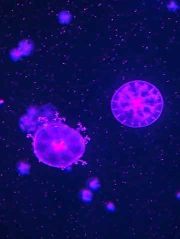 深圳海底世界必打卡~小梅沙海洋館 深圳海底世界必打卡~小梅沙海洋館