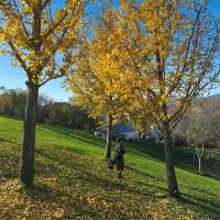  🍂 핑구 징하이호 '산에서 호수로' 당일치기 여행