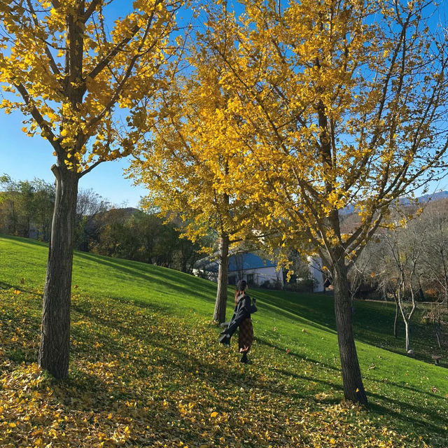  🍂 핑구 징하이호 '산에서 호수로' 당일치기 여행