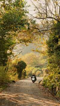 新昌,回山秋景已經藏不住了快衝呀