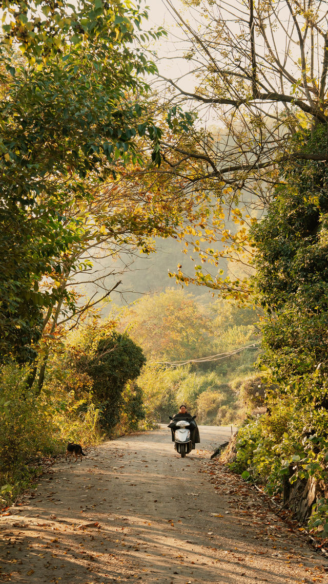 新昌,回山秋景已經藏不住了快衝呀 新昌,回山秋景已經藏不住了快衝呀