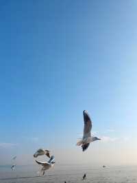 無錫鼋頭渚｜紅嘴鷗回歸季！這份觀鷗攻略請收好