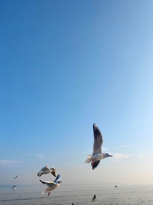 無錫鼋頭渚｜紅嘴鷗回歸季！這份觀鷗攻略請收好