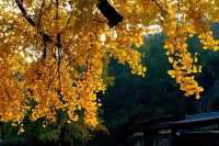 歡迎來千年銀杏谷文化來旅遊