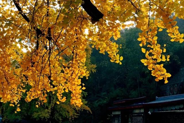 歡迎來千年銀杏谷文化來旅遊