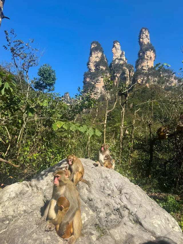 成都自駕出發,5天4夜!張家界親子遊全攻略 成都自駕出發,5天4夜!張家界親子遊全攻略