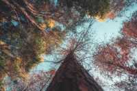 紅楓林裡看泉州