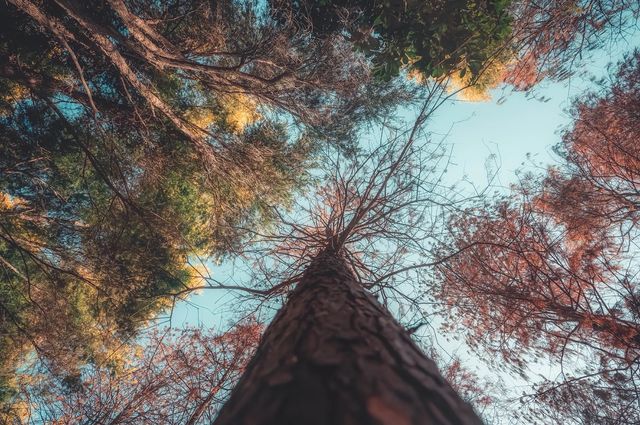 紅楓林裡看泉州