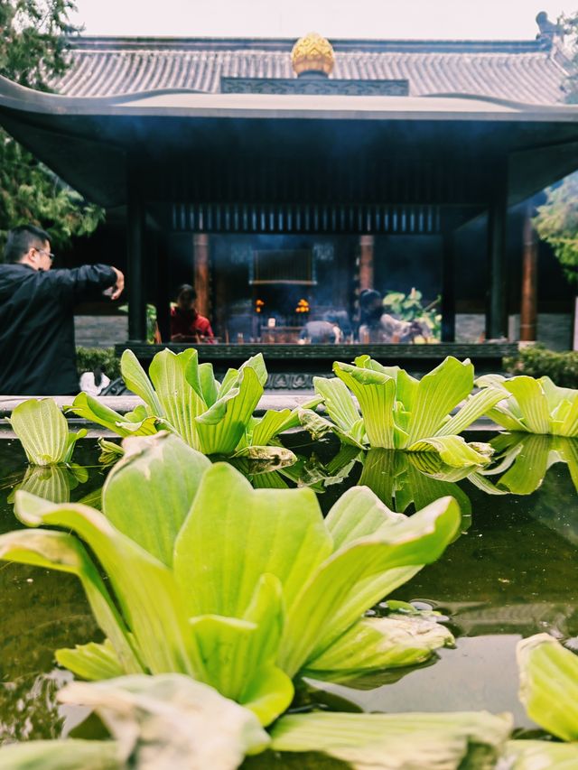 鐘南山下一眼千年的古樹