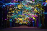 東京賞秋必看—昭和紀念公園銀杏燈光秀攻略