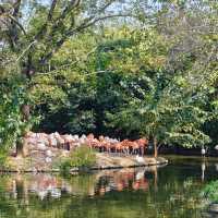 上海野生動物園免費衝！粉紅火烈鳥+大象互毆，值回折騰