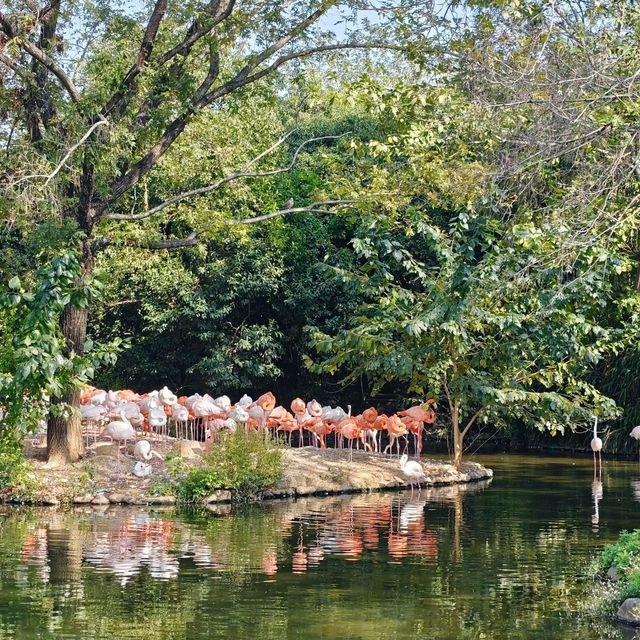 上海野生動物園免費衝！粉紅火烈鳥+大象互毆，值回折騰