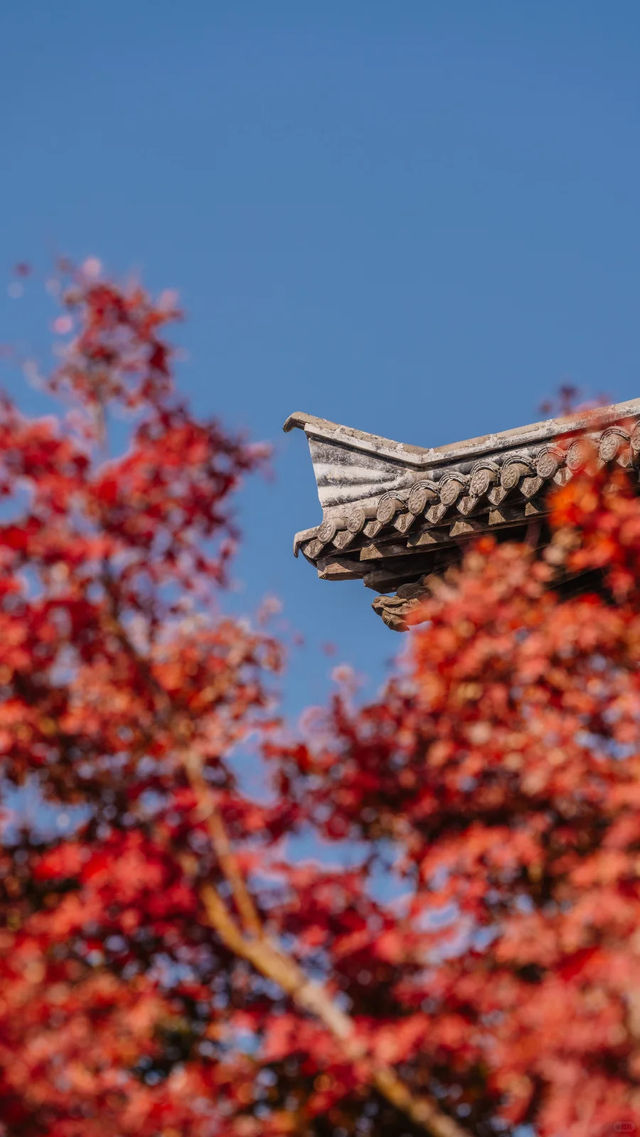 全屏封神 | 理想的秋天,就該這樣熱烈 全屏封神 | 理想的秋天,就該這樣熱烈