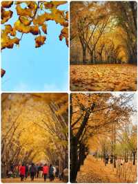 我終於理解了,為什麼這裡被稱為「中國第一銀杏村」