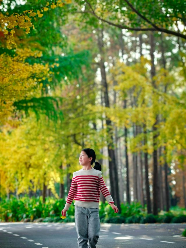 崇明島明珠湖｜秋日私藏的金色童話秘境！